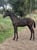 Annuncio cavallo