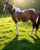 Annuncio cavallo
