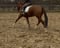 Horse ad