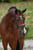 Paardadvertentie
