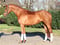 Horse ad