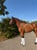 Horse ad