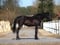 Horse ad
