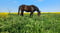 Horse ad