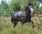 Annuncio cavallo