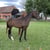 Horse ad