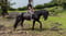 Annuncio cavallo
