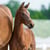 Horse ad