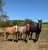 Anuncio de caballos