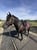 Annonce cheval