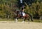 Horse ad