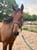 Anuncio de caballos