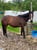 Horse ad