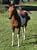 Horse ad