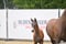 Annuncio cavallo