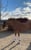 Horse ad