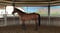 Annuncio cavallo