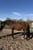 Annuncio cavallo