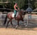 Annuncio cavallo