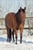Annuncio cavallo
