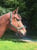 Annuncio cavallo