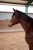 Horse ad