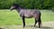Horse ad