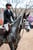 Horse ad