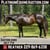 Horse ad