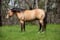Annonce cheval