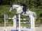 Horse ad