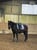 Annuncio cavallo