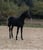 Annuncio cavallo
