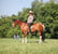 Horse ad
