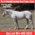 Annuncio cavallo