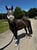Horse ad