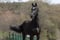 Annuncio cavallo