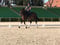Horse ad