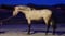 Horse ad
