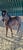 Horse ad