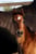 Annuncio cavallo