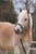 Annonce cheval