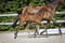 Annuncio cavallo