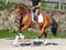 Annuncio cavallo