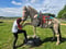 Horse ad