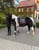 Horse ad