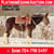 Horse ad