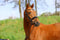 Annuncio cavallo