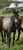 Horse ad