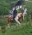 Annuncio cavallo